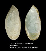 Gastrochaena cuneiformis (2)
